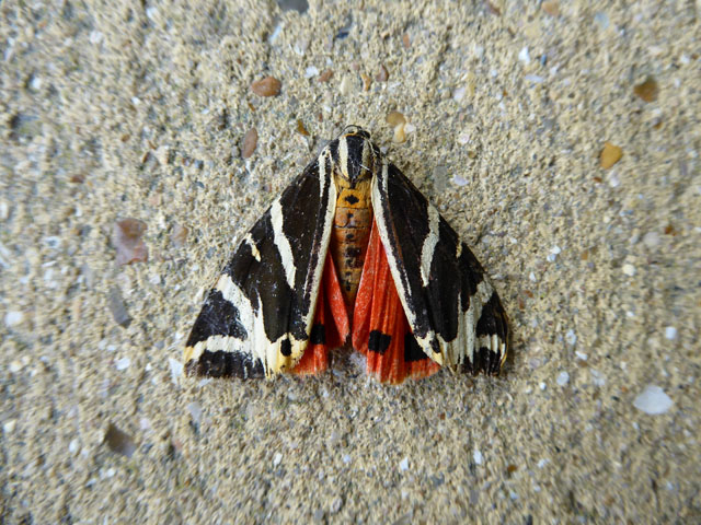 Jersey Tiger Moth in Eastbourne